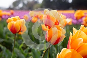 Bright variegated golden orange tulips in a field of orange and pink blurry tulips