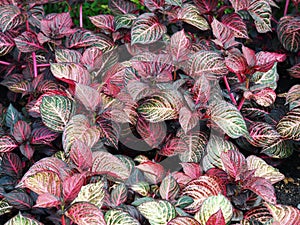 Bright variegated leaves of the nerve plant, Fittonia albivenis