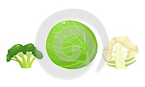 Bright vector collection of colorful broccoli, culiflower and cabbage.