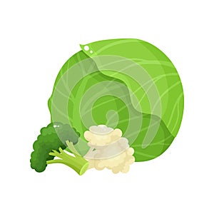 Bright vector collection of colorful broccoli, culiflower and cabbage