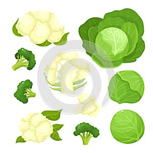Bright vector illustration of colorful cauliflower, cabbage, broccoli. photo