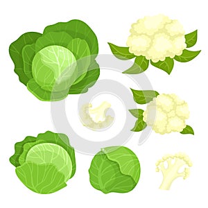 Bright vector illustration of colorful cauliflower, cabbage. photo