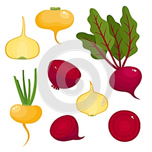 Bright vector illustration of colorful turnips, beets.