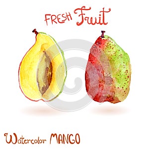 Bright vector watercolor hand drawn fruit mango