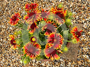 Bright, vibrant Gaillardia `Spimtop Copper` flowers, growing in a flower pot after rain