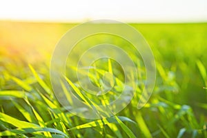Bright vibrant green grass close-up. Warm golden sunlight illuminates the grass leaves.Concept of morning freshness