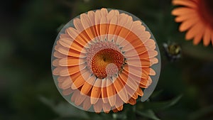 Bright vibrant orange gerber daisy bloom in close up shot