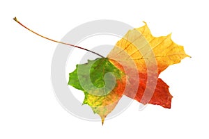 Bright vibrant tricolor autumn leaf photo