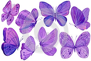 Bright violet butterflies set on isolated white background, acrylic painting, butterfly art