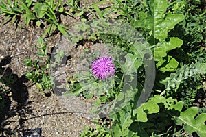 Bright violet flower