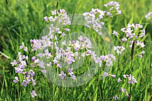 Bright violet flowers of the cuckoo flower