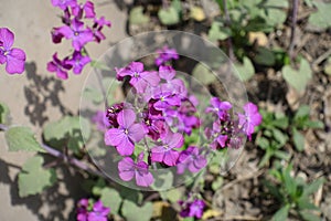 Bright violet flowers of Lunaria annua in spring