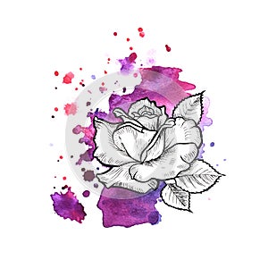 A bright violet formless watercolor blot. Rose ink flower line graphic