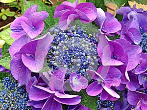 Bright violet Hortensia in summertime