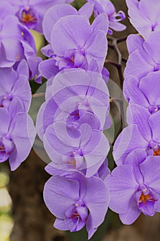 Bright violet orchids bouquet in a garden