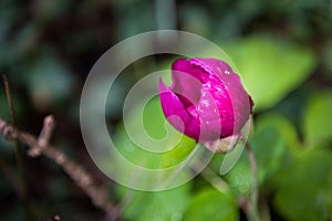 Bright Violet Tulip Bud