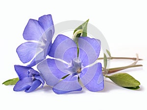 Bright violet wild periwinkle flower