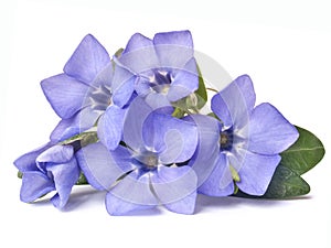 Bright violet wild periwinkle flower