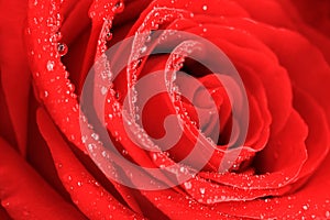 Bright vivd floral background made of silken wet red rose macro flower.Close up spiral