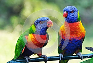 Bright vivid colors of Rainbow Lorikeets birds native to Australia