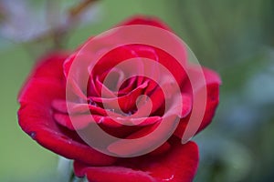 Vivid Red Rose with Dew Drops