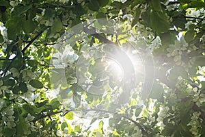 Bright sun gleamed through blooming apple tree foliage full of white flowers photo