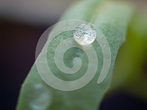 Bright water drop on green grass