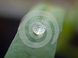 Bright water drop on green grass