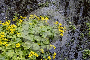 bright water flowers