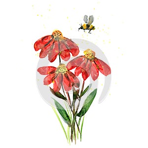 Bright watercolor red gerbera flowers and bee