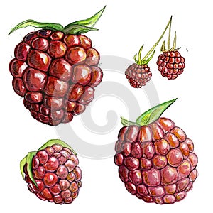 Bright watercolor set of several bright, juicy, colorful raspberries with green leaves isolated on a white background