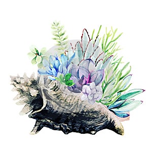 Bright watercolor succulents in goliath sea shell, hand drawn