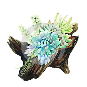 Bright watercolor succulents growing in the wooden snag pot