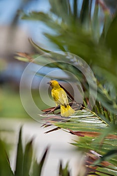 A bright weaverbird on the bush. Birds of Africa. Travel around Africa.