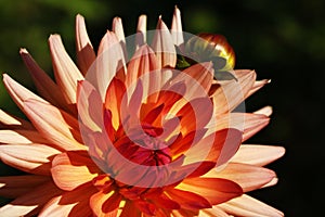 Bright wedding bouquet of summer dahlias, Pink, yellow and white fresh dahlia flower macro photo