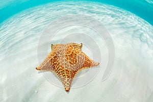 Bright West Indian Starfish on Caribbean Seafloor