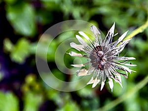 Bright wet dandelion after the rain, macro