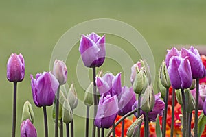 Bright Wet Tulips on Green Background
