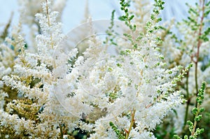 Bright white astilbe inflorescences in the garden