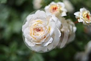 Bright white blooming rose flowers photo