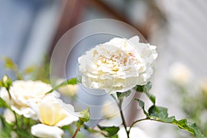 Bright white blooming rose flowers photo