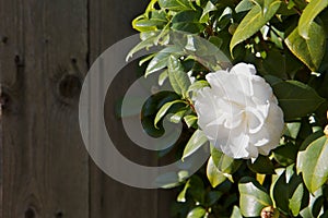 Bright White Camellia photo