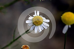 bright white chamomile flowers on a blurred natural background