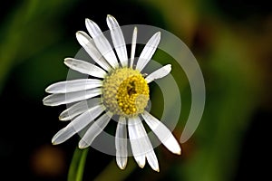 bright white chamomile flowers on a blurred natural background