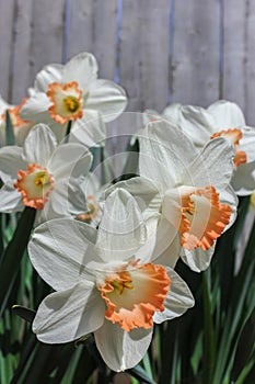 Bright White Daffodils with Coral Fringed Center Accent