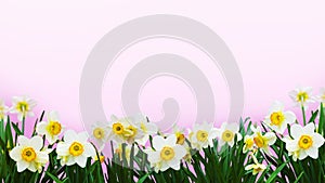 Bright white daffodils framing a photo with a gentle background