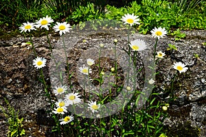 Bright white daisy flowers blooming with yellow pollen and green leaves on the rock on sunshine day