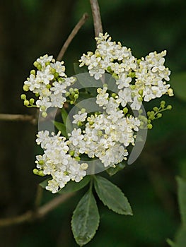 bright white elder blossoms - Sambucus nigra
