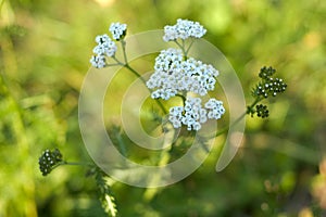 Bright white field flower (milfoil, yarrow). photo