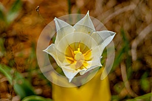 Bright white field tulips. Beautiful spring flowers